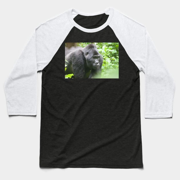 Male Silverback Gorilla in Uganda Baseball T-Shirt by SafariByMarisa